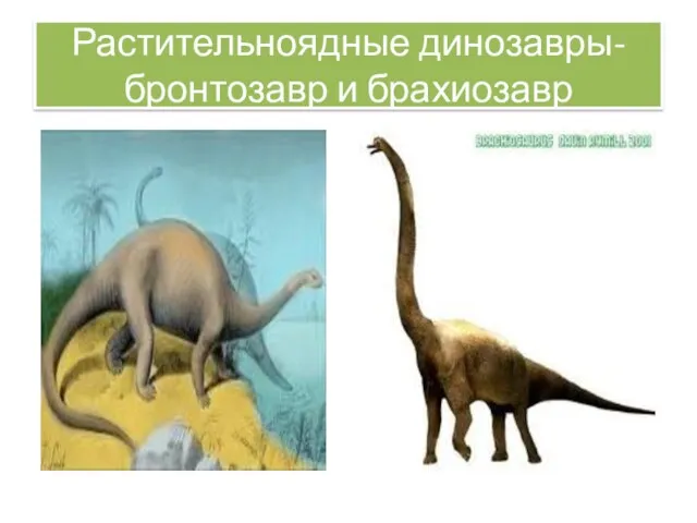 Растительноядные динозавры- бронтозавр и брахиозавр