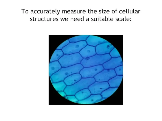 To accurately measure the size of cellular structures we need a suitable scale: