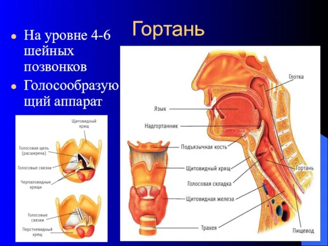 Гортань На уровне 4-6 шейных позвонков Голосообразующий аппарат