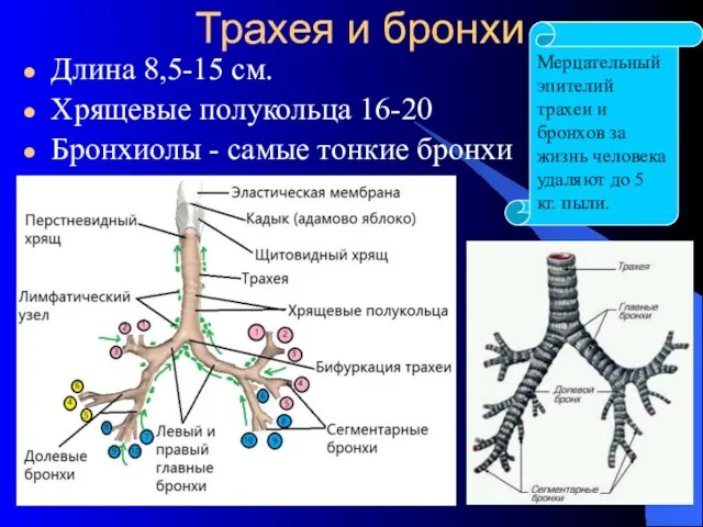 Трахея и бронхи Длина 8,5-15 см. Хрящевые полукольца 16-20 Бронхиолы