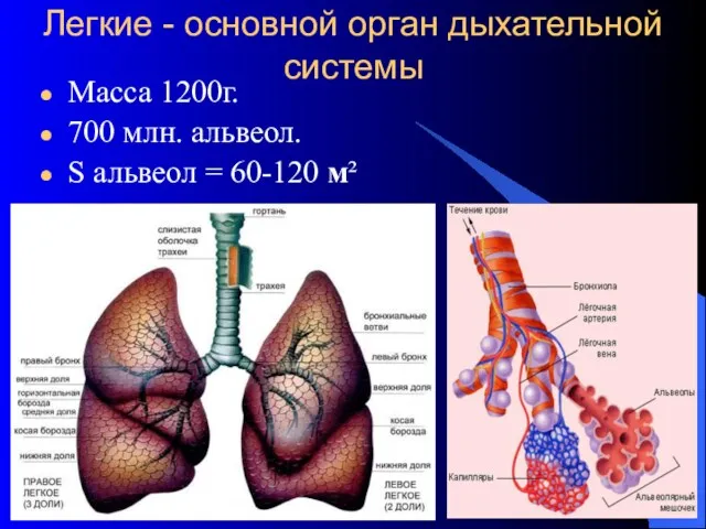Легкие - основной орган дыхательной системы Масса 1200г. 700 млн. альвеол. S альвеол = 60-120 м²