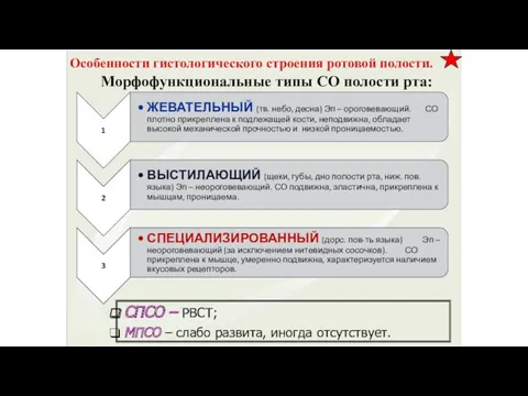 Особенности гистологического строения ротовой полости. Морфофункциональные типы СО полости рта: