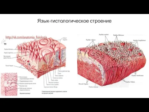 Язык-гистологическое строение