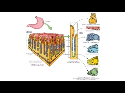 Эндокринные клетки желудка. Эндокринные клетки: регулируют кровоснабжение СО, функциональную активность железистых клеток и контролируют моторику ЖКТ.