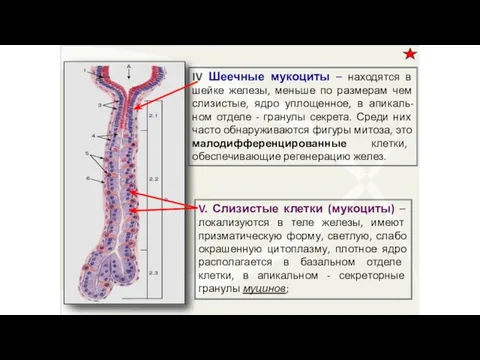 V. Слизистые клетки (мукоциты) – локализуются в теле железы, имеют