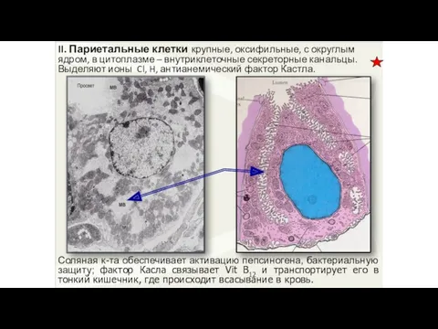 II. Париетальные клетки крупные, оксифильные, с округлым ядром, в цитоплазме