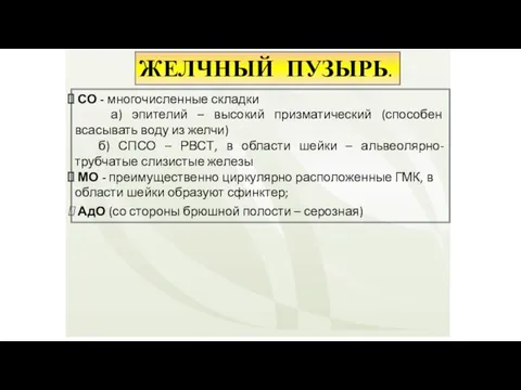 ЖЕЛЧНЫЙ ПУЗЫРЬ. СО - многочисленные складки а) эпителий – высокий