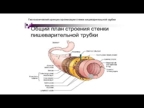 Гистологический принцип организации стенки пищеварительной трубки