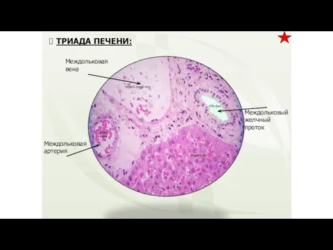 ТРИАДА ПЕЧЕНИ: Междольковый желчный проток Междольковая артерия Междольковая вена