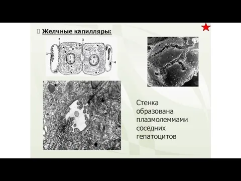 Желчные капилляры: Стенка образована плазмолеммами соседних гепатоцитов