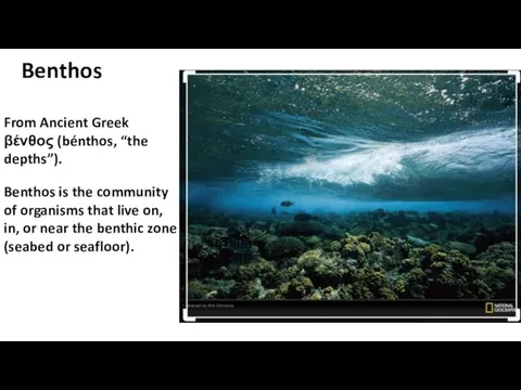 Mats Westerbom Benthos Benthos is the community of organisms that live on, in,