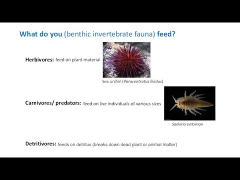 What do you (benthic invertebrate fauna) feed? Detritivores: Herbivores: Carnivores/ predators: feed on