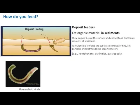 How do you feed? Deposit feeders Eat organic material in sediments They burrow