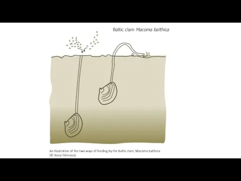 An illustration of the two ways of feeding by the Baltic clam, Macoma