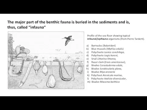 The major part of the benthic fauna is buried in the sediments and