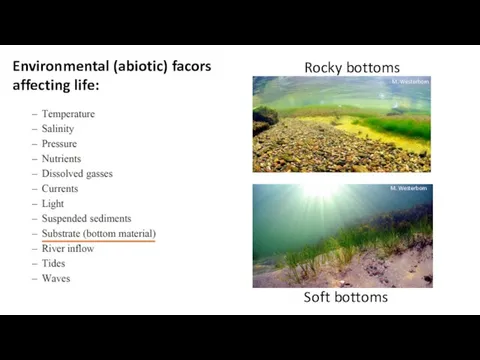 Soft bottoms Rocky bottoms M. Westerbom M. Westerbom Environmental (abiotic) facors affecting life:
