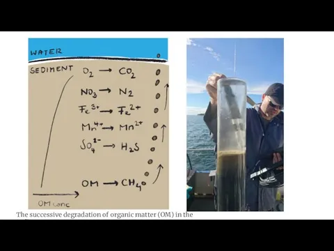 The successive degradation of organic matter (OM) in the sediment
