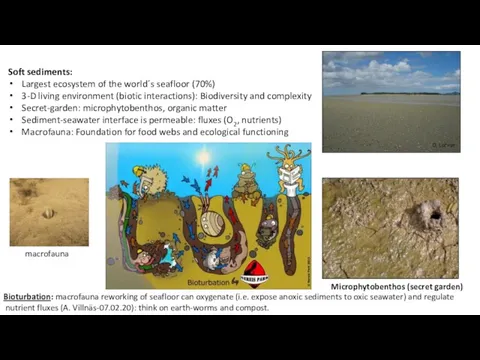 Soft sediments: Largest ecosystem of the world´s seafloor (70%) 3-D living environment (biotic