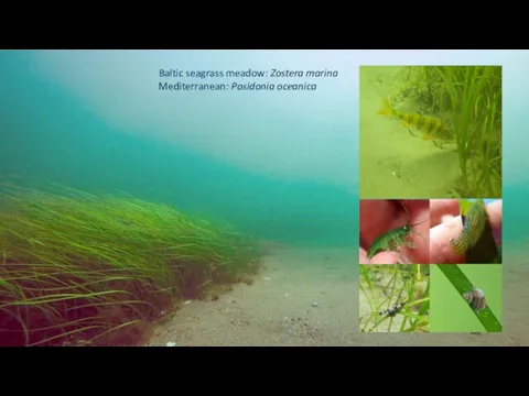 Baltic seagrass meadow: Zostera marina Mediterranean: Posidonia oceanica