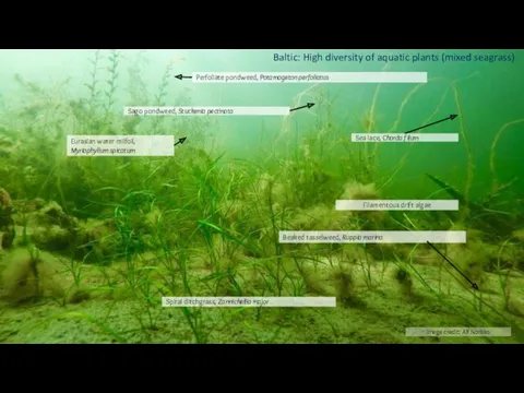 Baltic: High diversity of aquatic plants (mixed seagrass)