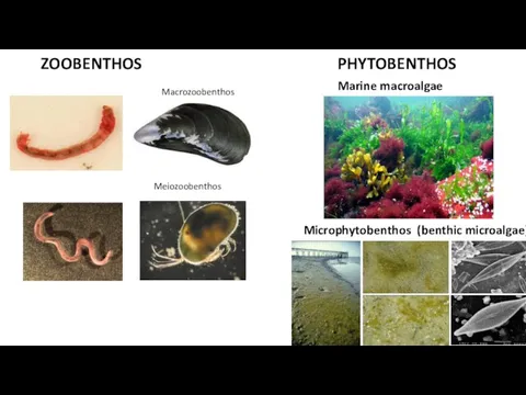 ZOOBENTHOS PHYTOBENTHOS Microphytobenthos (benthic microalgae) Marine macroalgae Macrozoobenthos Meiozoobenthos