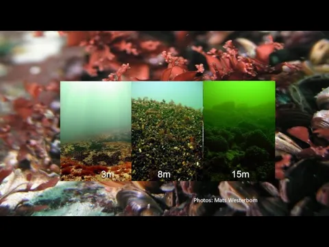 Blue mussels dominate S Finland rocky reefs 3m 8m 15m Photos: Mats Westerbom