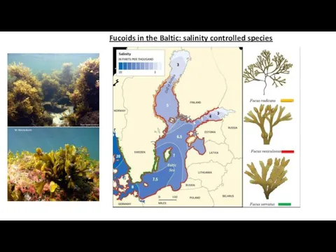 Fucoids in the Baltic: salinity controlled species M. Westerbom