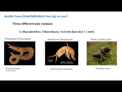 Benthic fauna (invertebrates): How big are you? Three different size classes: 1. Macrobenthos