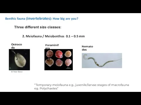 Benthic fauna (invertebrates): How big are you? Three different size classes: 2. Meiofauna