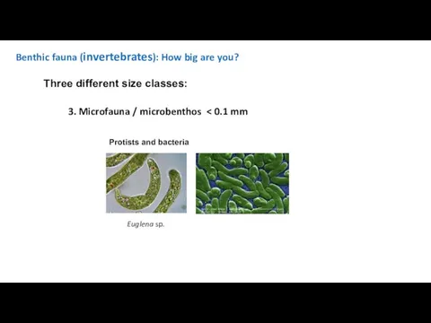 Benthic fauna (invertebrates): How big are you? Three different size classes: 3. Microfauna