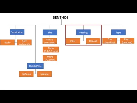BENTHOS Substratum Size Feeding Type Soft sediments Rocky Macro (>0.5 mm) Meio (0.1-0.5