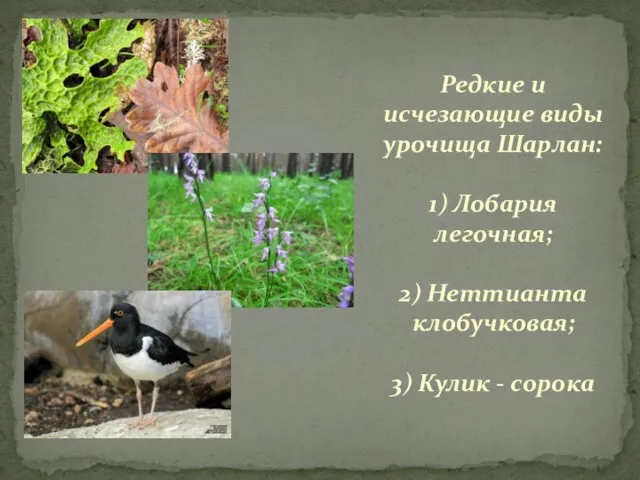 Редкие и исчезающие виды урочища Шарлан: 1) Лобария легочная; 2) Неттианта клобучковая; 3) Кулик - сорока