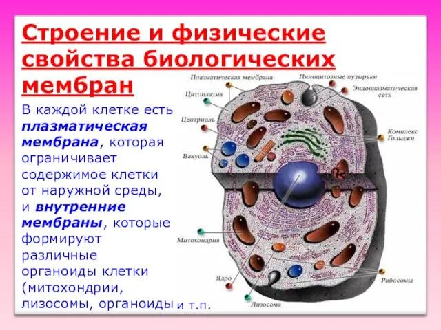 Строение и физические свойства биологических мембран В каждой клетке есть