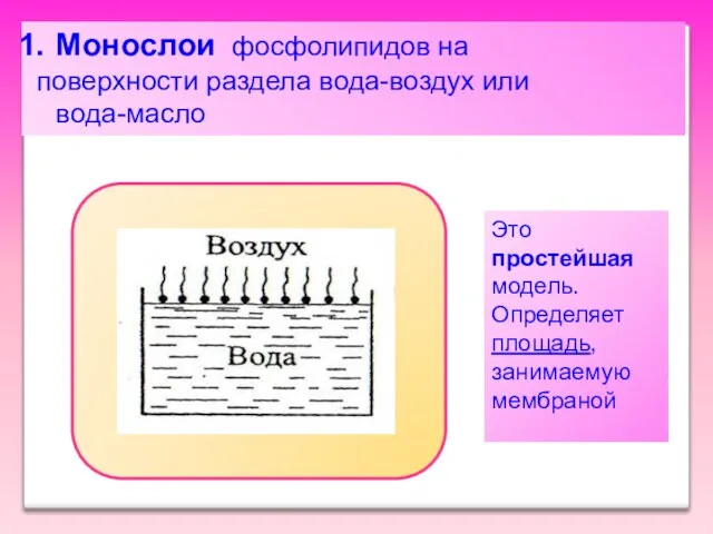 Монослои фосфолипидов на поверхности раздела вода-воздух или вода-масло Это простейшая модель. Определяет площадь, занимаемую мембраной