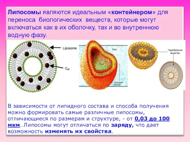 Липосомы являются идеальным «контейнером» для переноса биологических веществ, которые могут