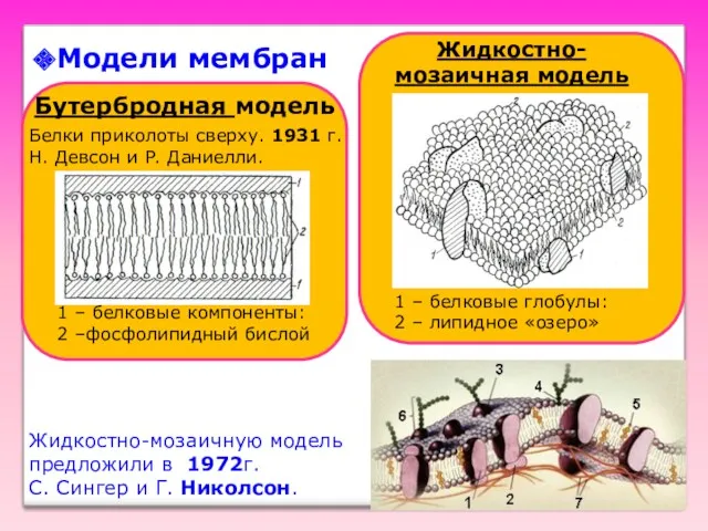 Бутербродная модель 1 – белковые компоненты: 2 –фосфолипидный бислой Жидкостно-мозаичная