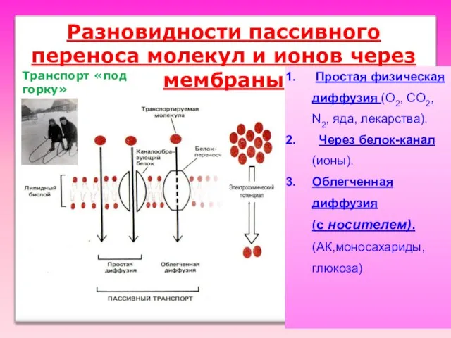 Разновидности пассивного переноса молекул и ионов через мембраны Простая физическая