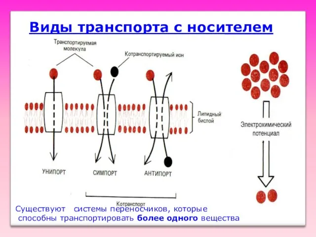 Виды транспорта с носителем Существуют системы переносчиков, которые способны транспортировать более одного вещества