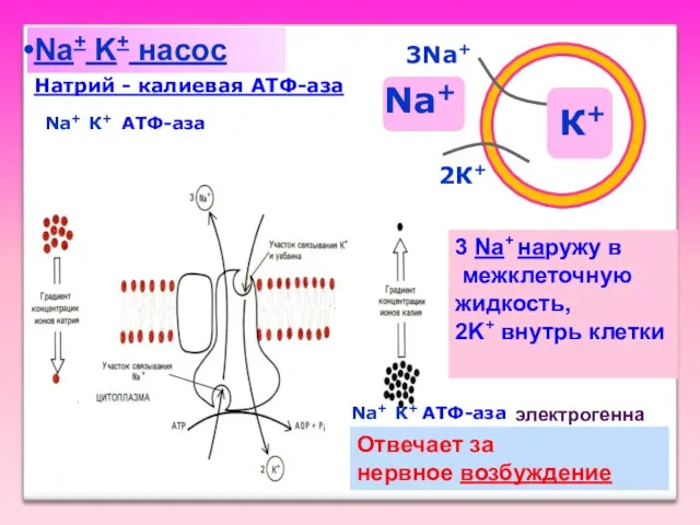 Na+ K+ насос К+ Na+ 2К+ 3Na+ Отвечает за нервное