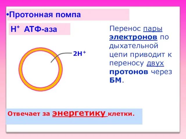 H+ ATФ-аза Протонная помпа 2H+ Отвечает за энергетику клетки. Перенос