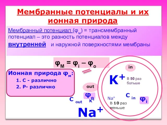 Мембранные потенциалы и их ионная природа Мембранный потенциал (φм) =