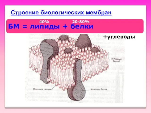 Строение биологических мембран БМ = липиды + белки 40% 20-80% +углеводы