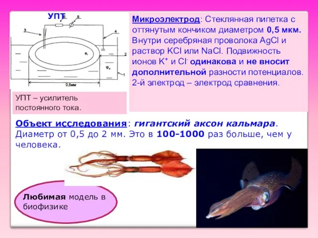 Микроэлектрод: Стеклянная пипетка с оттянутым кончиком диаметром 0,5 мкм. Внутри