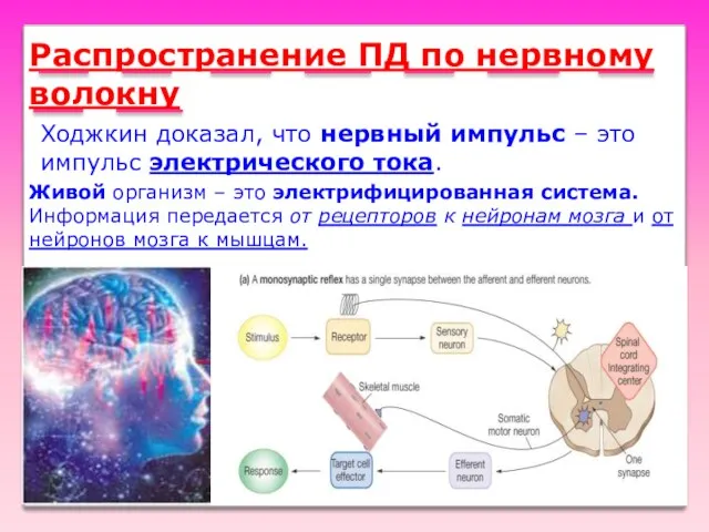 Распространение ПД по нервному волокну Ходжкин доказал, что нервный импульс