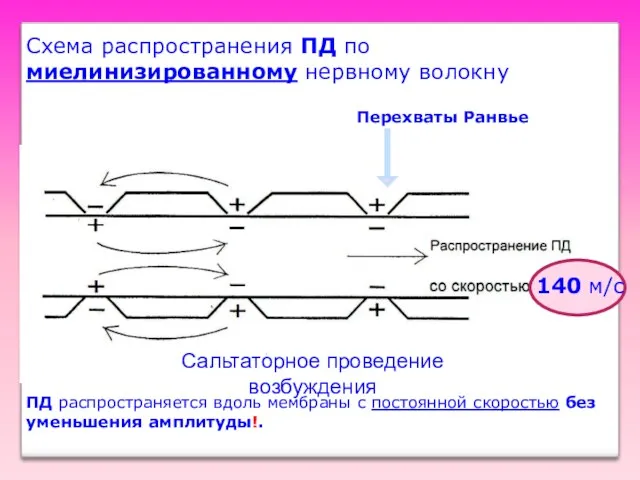 Схема распространения ПД по миелинизированному нервному волокну Сальтаторное проведение возбуждения