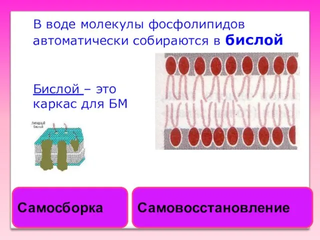 В воде молекулы фосфолипидов автоматически собираются в бислой Бислой – это каркас для БМ Самосборка Самовосстановление