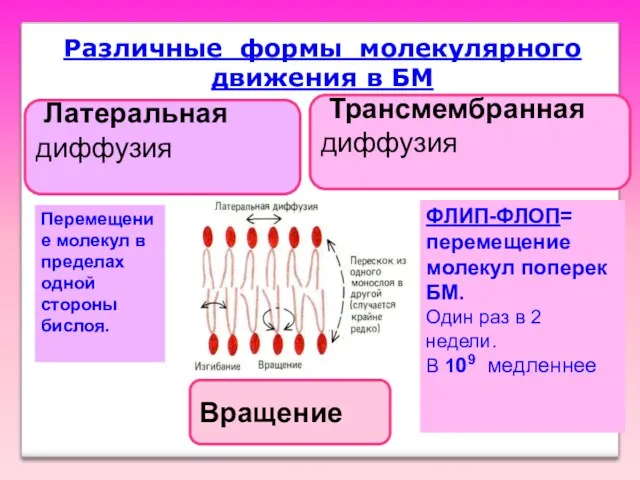 Различные формы молекулярного движения в БМ Вращение Латеральная диффузия Трансмембранная