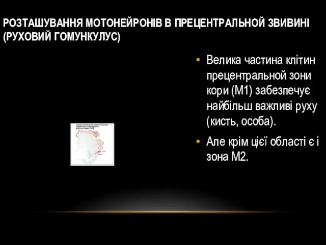 РОЗТАШУВАННЯ МОТОНЕЙРОНІВ В ПРЕЦЕНТРАЛЬНОЙ ЗВИВИНІ (РУХОВИЙ ГОМУНКУЛУС) Велика частина клітин