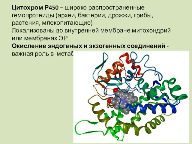 Цитохром Р450 – широко распространенные гемопротеиды (археи, бактерии, дрожжи, грибы, растения, млекопитающие) Локализованы