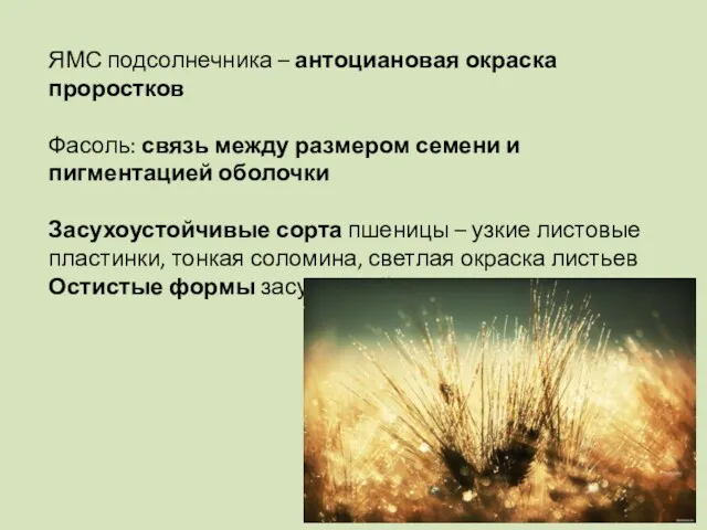 ЯМС подсолнечника – антоциановая окраска проростков Фасоль: связь между размером семени и пигментацией
